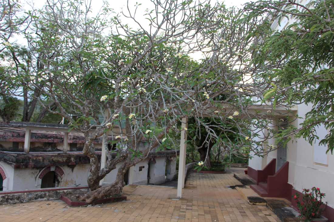 Hoa sứ là một trong những loài đặc trưng với nhiều gốc cây cổ thụ vẫn đang hiện hữu tại khuôn viên 2 biệt thự cổ ở di tích lầu Bảo Đại ở Khánh Hòa. Ảnh: Phương Linh