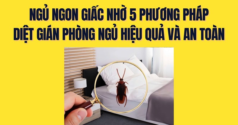 5 cách diệt gián trong phòng ngủ hiệu quả, an toàn