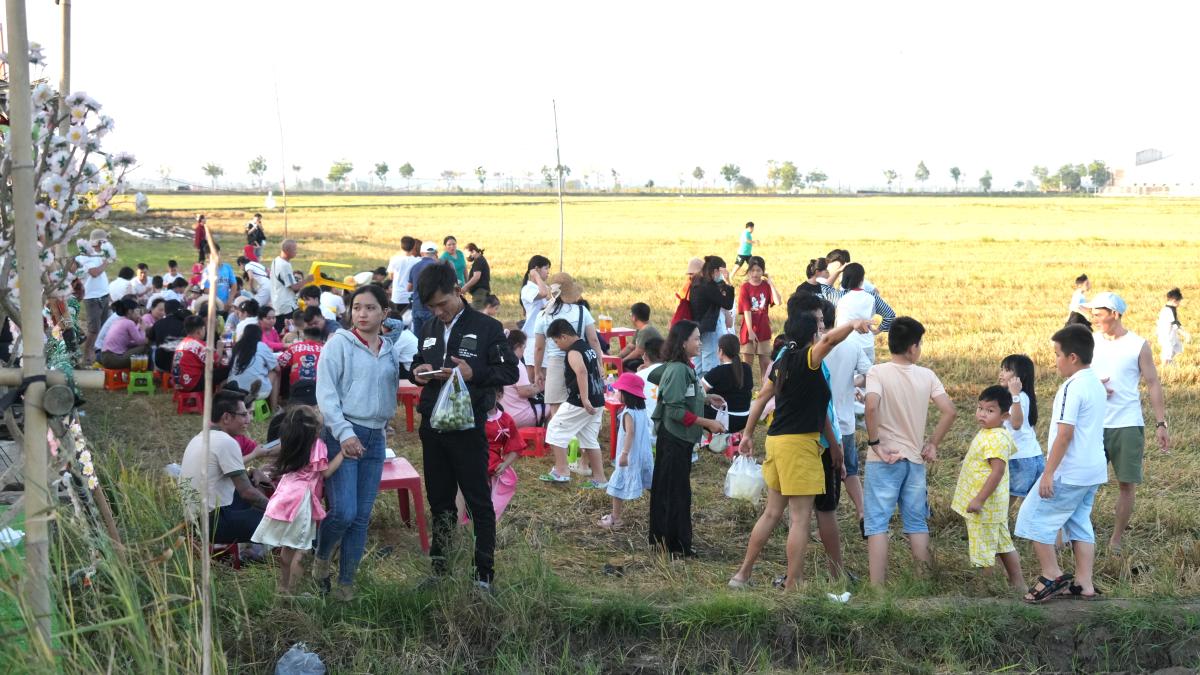 Nhiều người tràn xuống cánh đồng mới gặt để ngồi ăn uống, check-in, thậm chí là hóng mát. Ảnh: Thành An