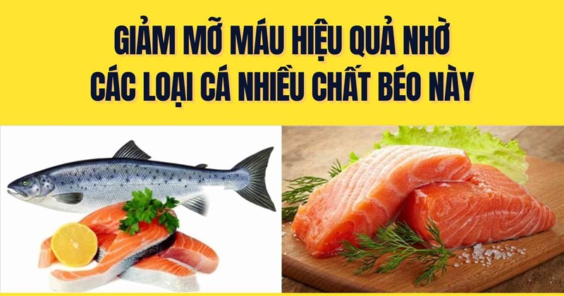 Cá béo giúp giảm mỡ máu hiệu quả