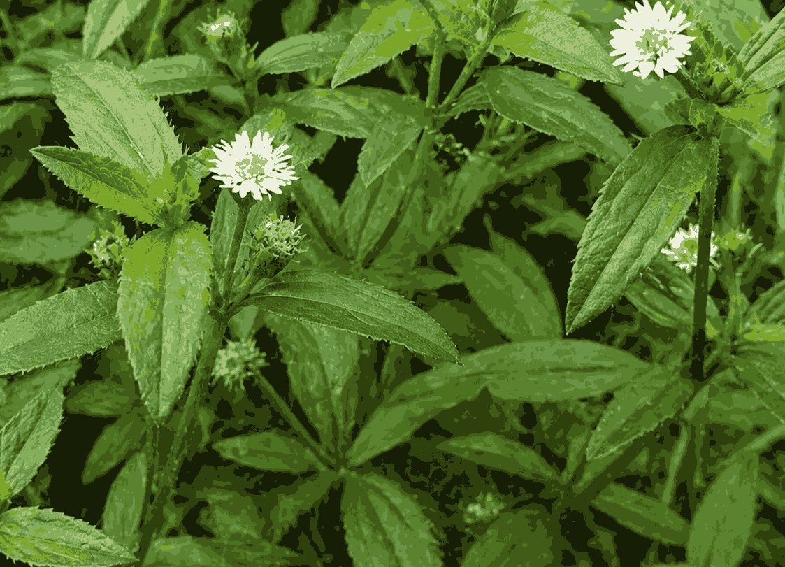 Cỏ nhọ nồi, also known as cỏ mực, is considered one of the prominent herbs in supporting hair loss prevention. Graphic photo: Quang Minh.