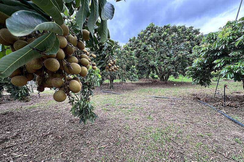 Nhãn chín sớm khu vực Sông Mã, tỉnh Sơn La bước vào vụ thu hoạch. Ảnh: Trường Sơn