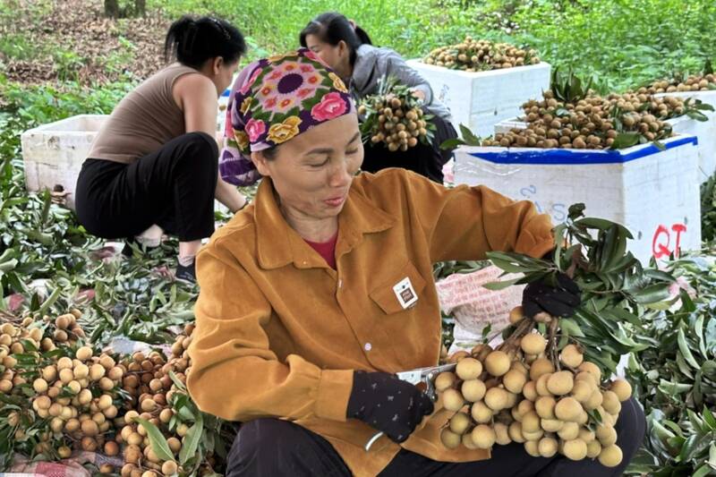 People in Khuong Tien village, Chieng Khuong commune, Son La province harvest early ripe longan. Photo: Truong Son