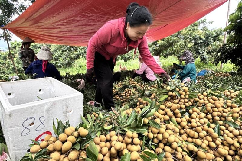 Người dân bản Khương Tiên, xã Chiềng Khương thu hoạch nhãn chín sớm. Ảnh: Trường Sơn
