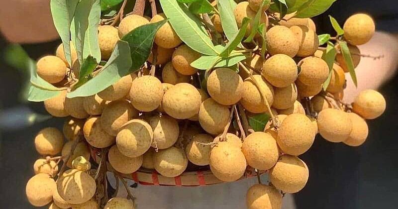 Nhãn chín sớm sông Mã giá cao gấp 4 lần vẫn hút khách