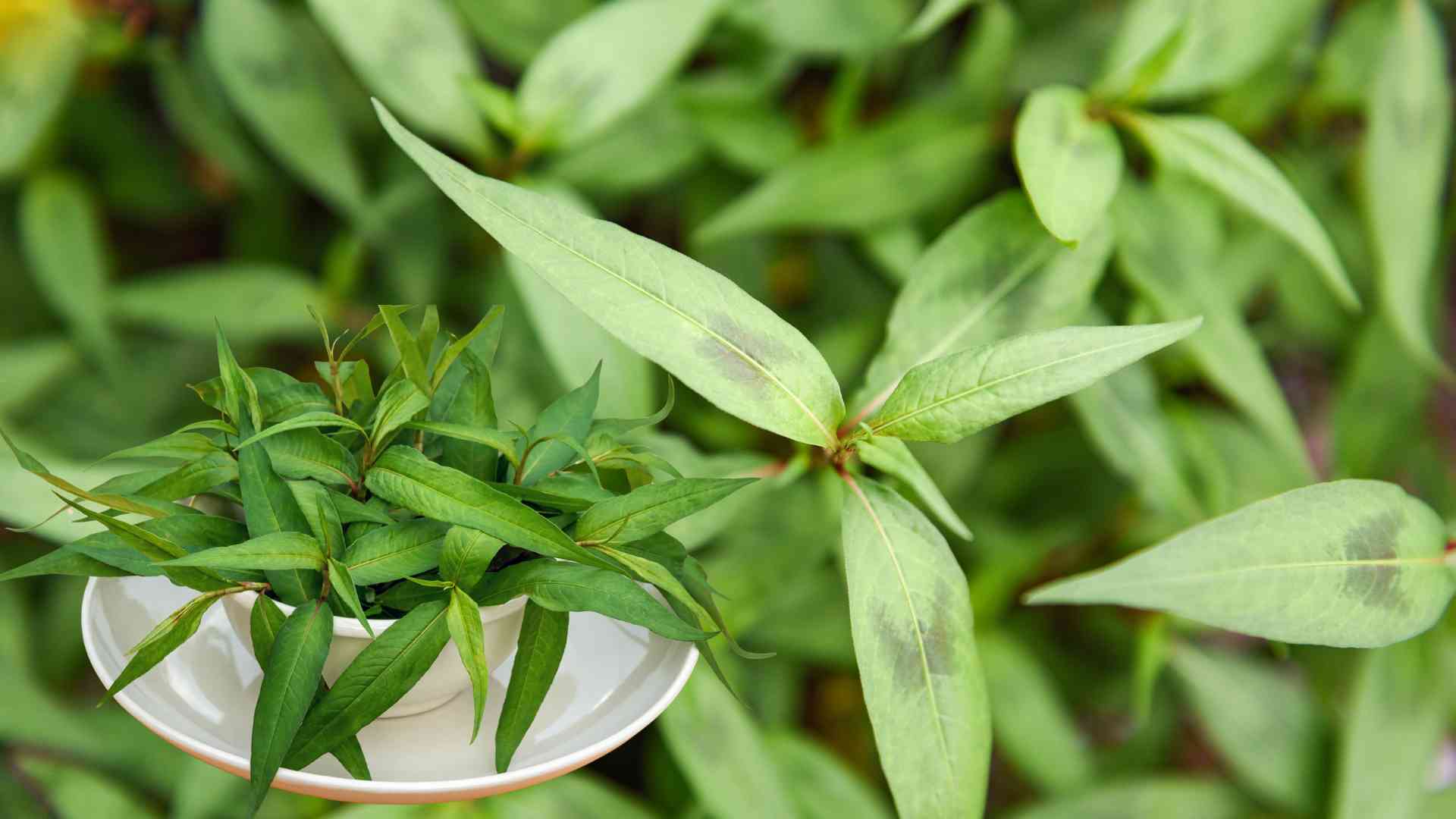 Vietnamese coriander is a type that supports the body against common bacteria and protects digestion. Graphic photo: Huong Son