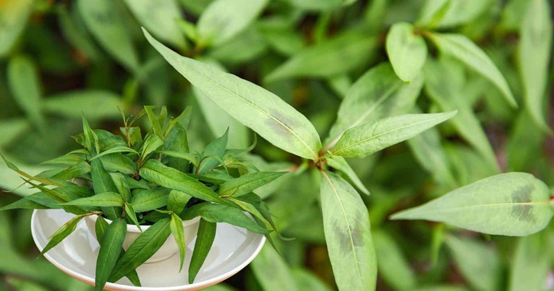 Ăn rau răm thế nào để tốt cho sức khỏe