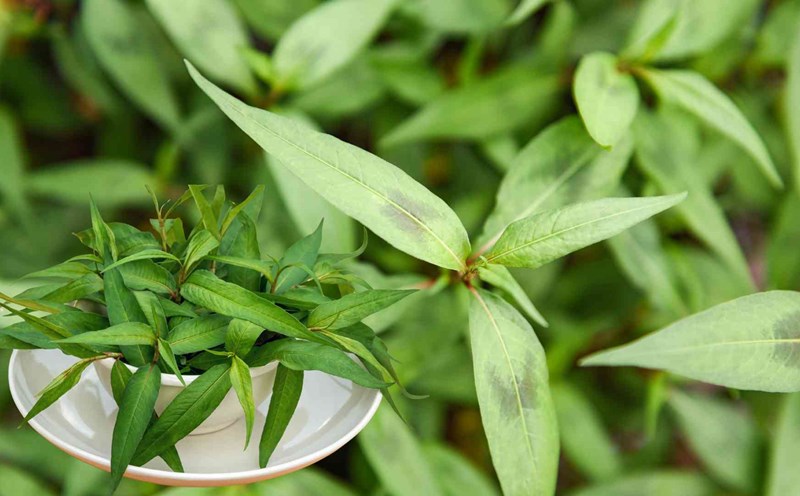 Lời khuyên cho những người hay ăn rau răm