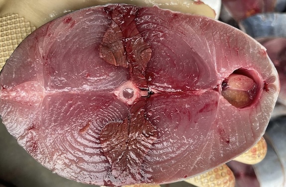 On pense que le thon peut favoriser la santé rénale lorsqu'il est préparé correctement et utilisé à des doses raisonnables. Photo: Kiều Vũ