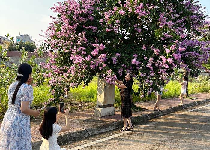 Residentes y turistas registran flores de bằng lăng a lo largo de la zona de la orilla del río Nậm Rốm, provincia de Điện Biên. Foto: Quang Đạt