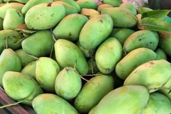 青マンゴーと熟マンゴーの栄養の違いと、健康に良い選び方