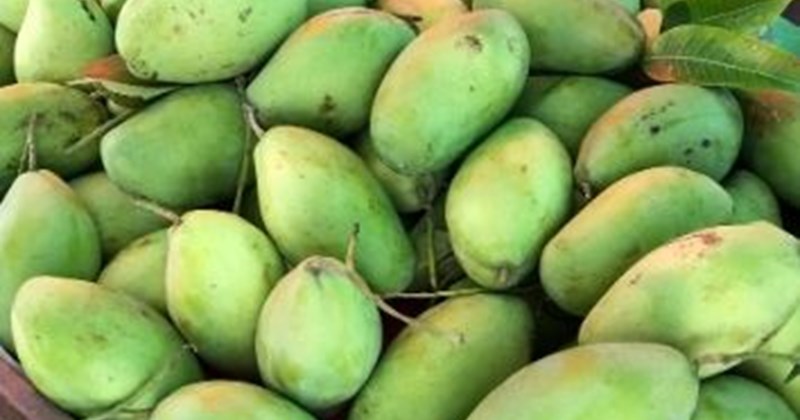 Xoài xanh và xoài chín: Khác biệt dinh dưỡng và lựa chọn sức khỏe
