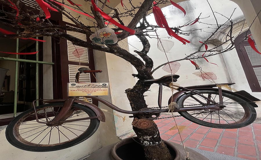 Chiếc xe đạp thiếu nhi này sẽ gợi nhớ đến “Cây ăn xe đạp” (Bicycle Tree) ở Hoa Kỳ (Mỹ), một hiện tượng lạ của thiên nhiên năm 1995. Ảnh: Việt Văn