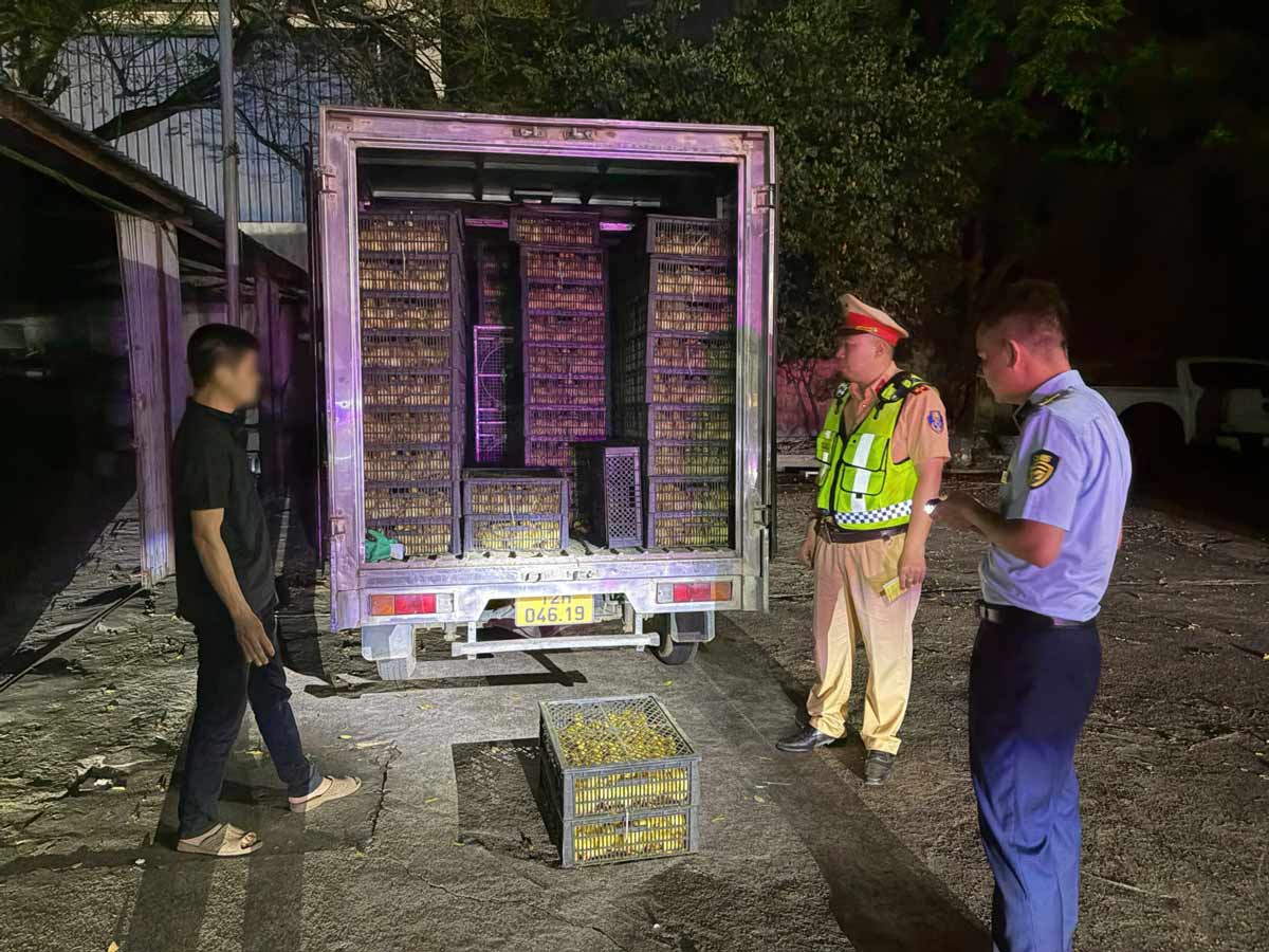 Tạm giữ xe chở 10.000 vịt con không rõ nguồn gốc ở Quảng Ninh. Ảnh: Công an Quảng Ninh