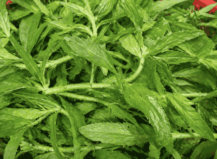 Water mimosa has many uses that can help eliminate kidney stones. Photo: Quang Minh