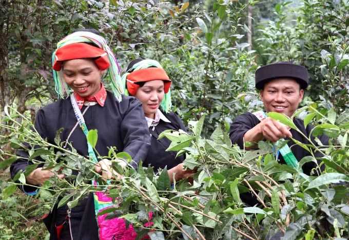 탄투이 국경 지역(뚜옌꽝)의 야오족 동포들이 떠이꼰린 산맥에서 봄차를 따며 기뻐하고 있습니다. 사진: 득토/TTXVN