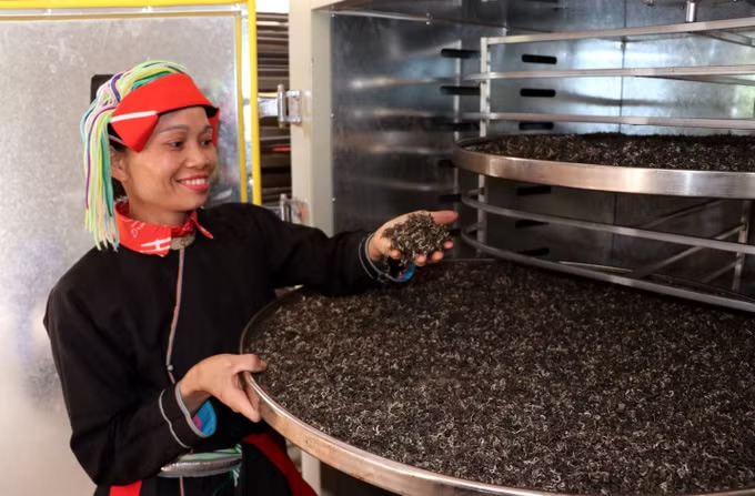 Chè Shan tuyết cổ thụ được người dân bảo quản kỹ lưỡng để giữ hương vị đậm đà. Ảnh: Đức Thọ/TTXVN