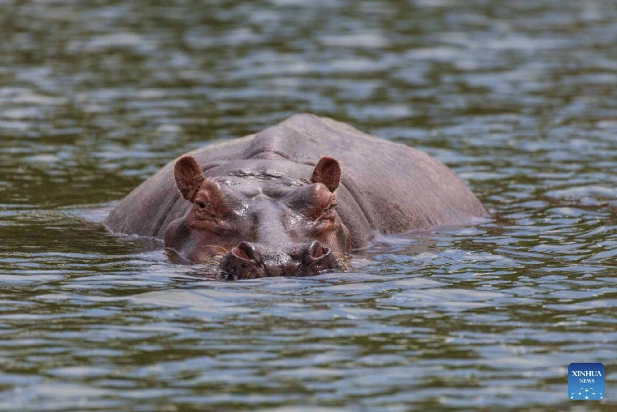 인도 억만장자 무케시 암바니의 아들은 마약왕 파블로 에스코바르의 농장에서 가져온 굴 떼를 입양하겠다고 제안했습니다. 사진: 신화통신