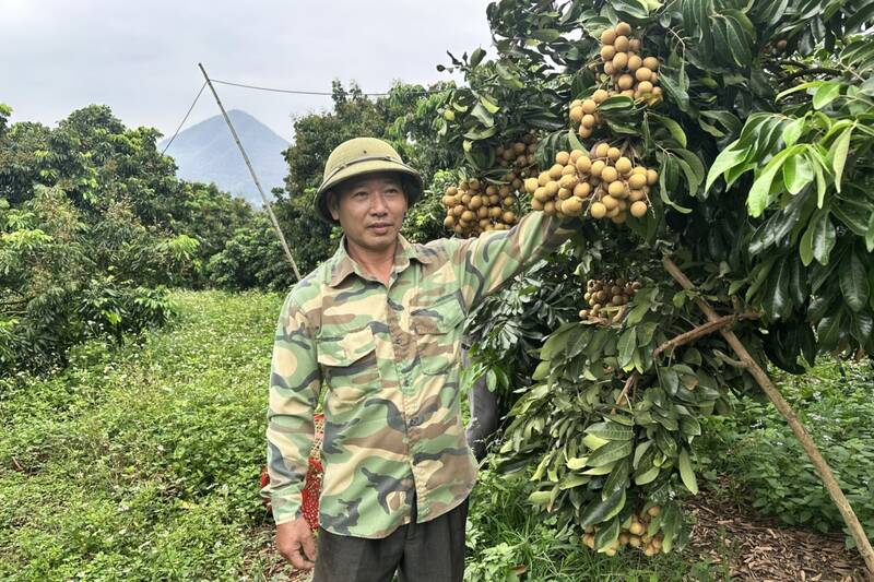 Nhãn chín sớm khu vực Sông Mã được mùa, được giá. Ảnh: Trường Sơn 