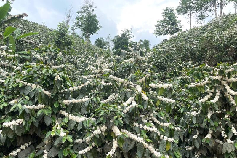Hoa cà phê đợt cuối bung nở nhuộm trắng nương đồi Sơn La. Ảnh: Trường Sơn