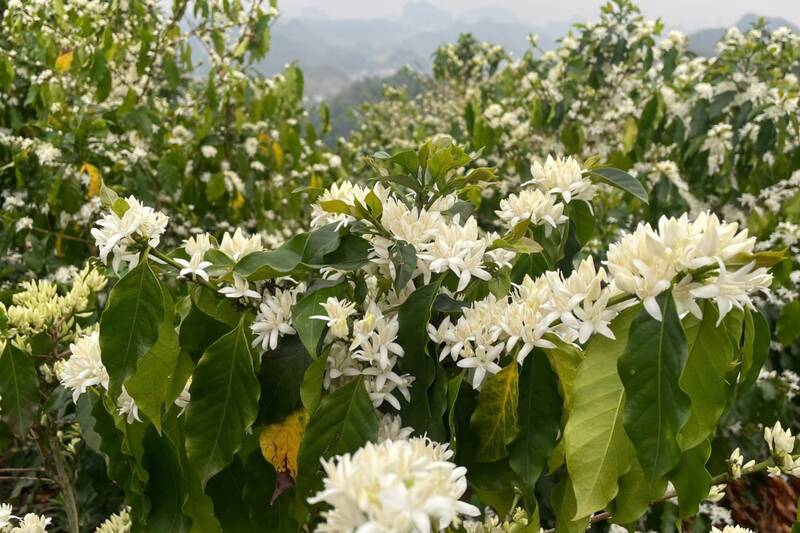 Hoa cà phê Arabica Sơn La có năm cánh, nở trắng tinh khôi, hương dịu nhẹ. Ảnh: Trường Sơn