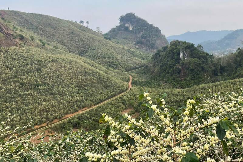 Hoa cà phê bung nở khắp nương đồi bản Sàng Nà Tre, xã Chiềng Mai. Ảnh: Trường Sơn