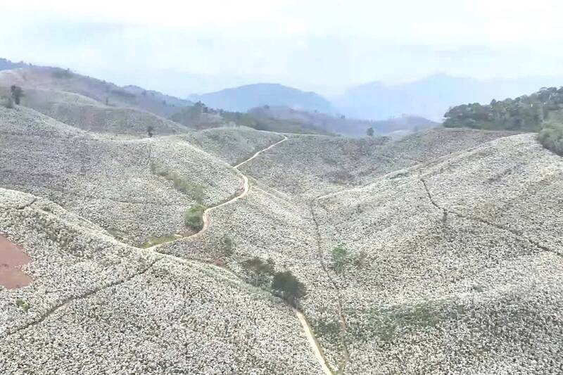 Las últimas flores de café florecen por todas las colinas después de largos días de calor en la comuna de Chiềng Mai. Foto: Centro DVTH de la comuna de Chiềng Mai