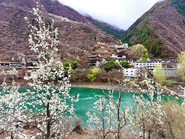 The white color of pear flowers is dotted next to the banks of the Dai Kim Xuyen River. Spring flowers make the natural picture more beautiful. Photo: Dieu Tran