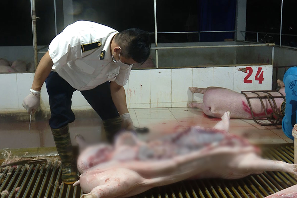 Hanoi expands temporary centralized slaughtering model