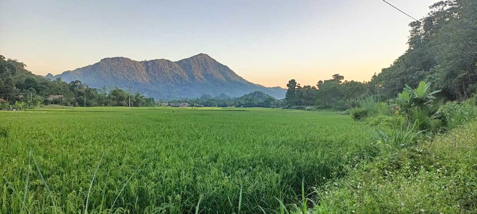 Cánh đồng lúa xanh mướt dưới chân núi đá vôi ở Lâm Thượng - nền tảng cho phát triển du lịch nông nghiệp. Ảnh: Nguyệt Ánh