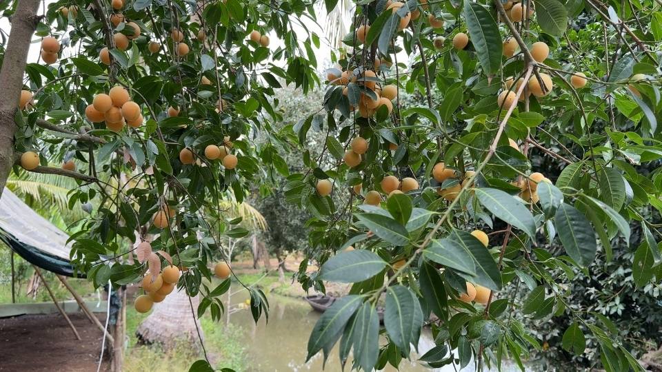 Việc cấp mã số vùng trồng giúp kiểm soát chất lượng nông sản hiệu quả hơn. Ảnh: Hoàng Lộc