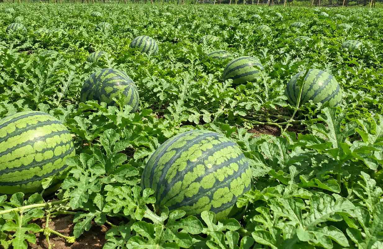 Increase kidney function with watermelon. Graphics: Vy Vy