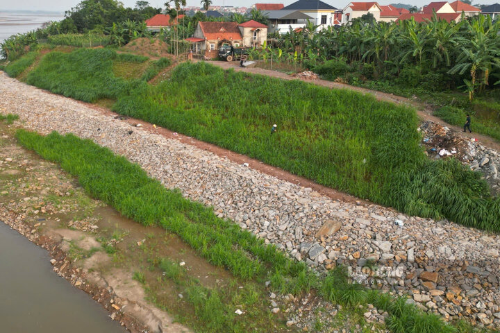 Dique para tratar la erosión de la orilla del río Rojo en la comuna de Tam Nong, provincia de Phu Tho. Foto: To Cong