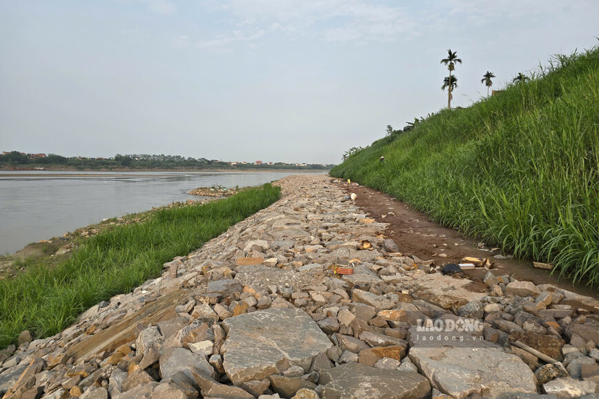 Người dân trồng phủ xanh cỏ voi trên và dưới tuyến kè. Ảnh: Tô Công