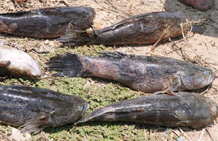 People in Tan Thanh ward, Ca Mau believe that fish deaths are related to a project under construction. Photo: Nhat Ho.