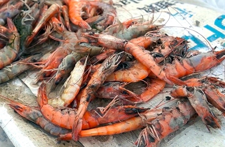 Năng nóng kéo dài khiến nhiều diện tích nuôi tôm  Cà Mau thiệt hại. Ảnh: Nhật Hồ.