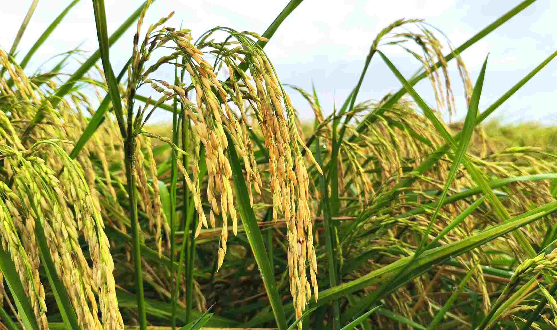 Hạt lúa chín cuối đầu, nhưng Biểu tượng Ba hạt lúa tại Cà Mau không cuối đầu vì đây là sự tôn vinh, biết ơn người làm ra hạt lúa. Ảnh: Nhật Hồ. 