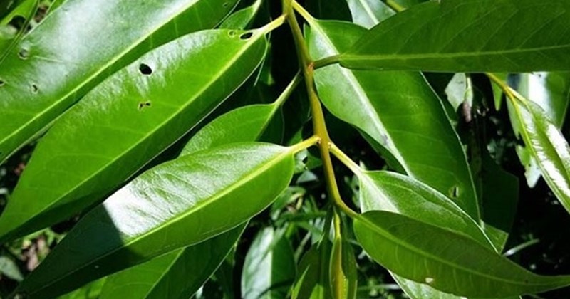 Does vối leaf water help reduce belly fat?
