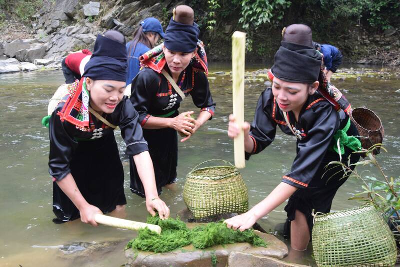 People in Pa Hop village, Chieng Lao commune, Son La province pick and pre-process moss right at the stream end. Photo: Truong Son
