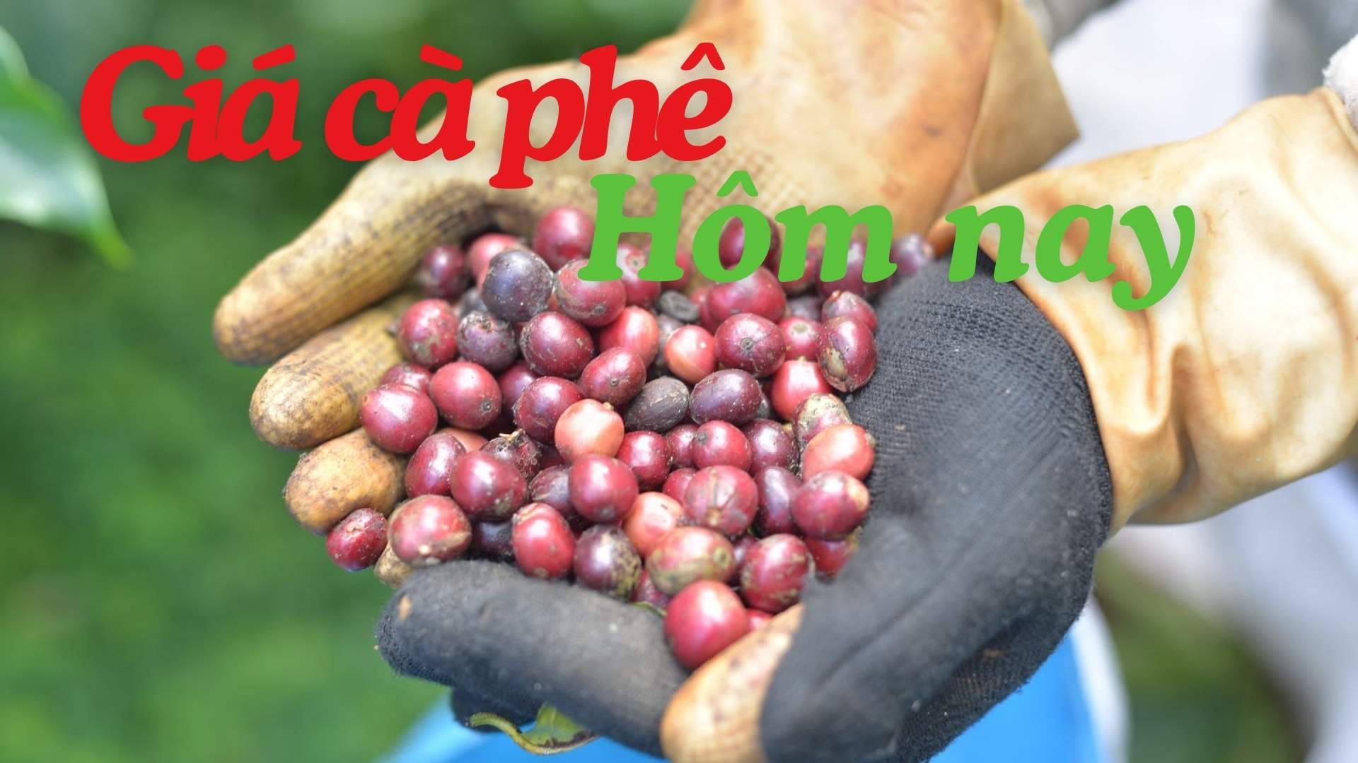 Coffee prices today April 3, 2026. Photo: Dinh Quang.