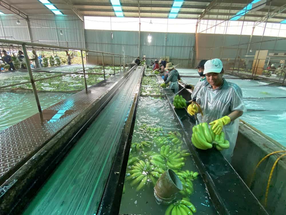 Công nhân sơ chế chuối phục vụ xuất khẩu. Ảnh: Thanh Tuấn 