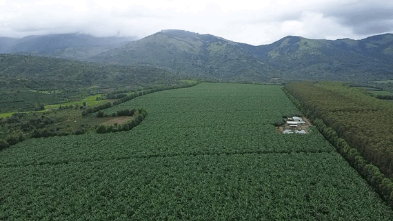 South American banana fields grown according to high-tech, organic models, on a large land fund. Photo: Thanh Tuan