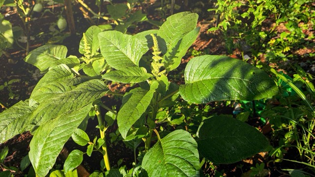 Amaranth has antioxidant and anti-inflammatory properties. Graphic photo: Nguyen Ly