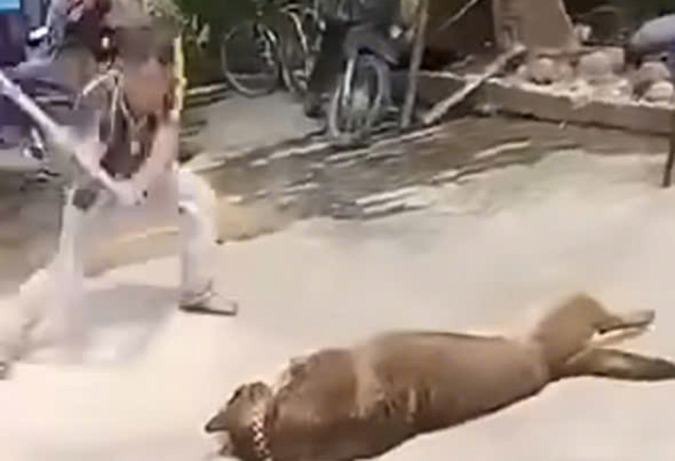 The dog was beaten to death after biting the homeowner to death. Photo: Hoang Anh