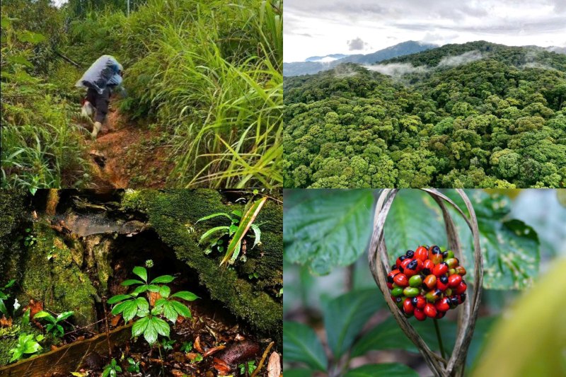 Da Nang prioritizes the development of Ngoc Linh ginseng and other medicinal herbs that have advantages and economic value, have consumption markets and are suitable for the ecology of each region. Photo: Truong An