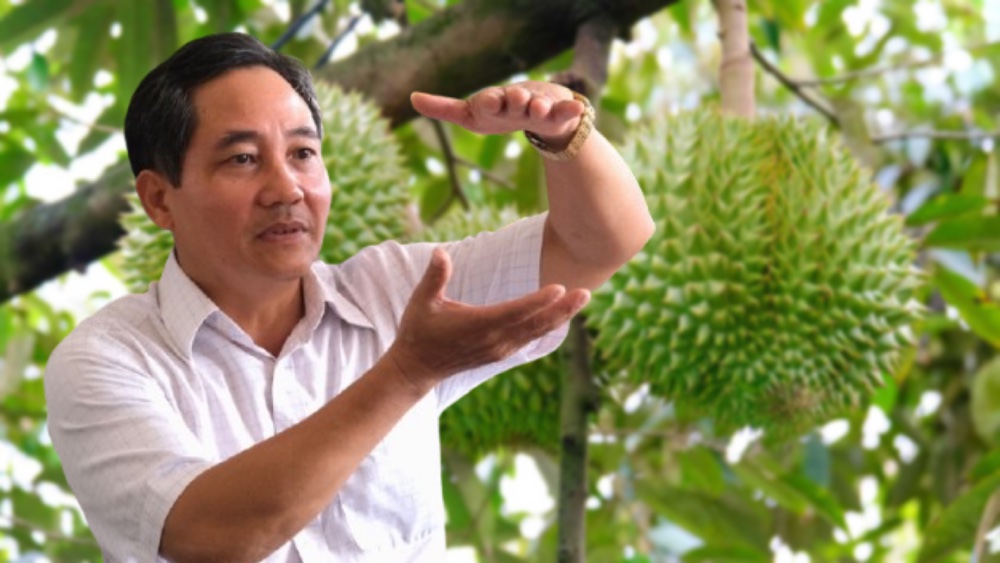 Complex saltwater intrusion, experts consider expanding durian growing area
