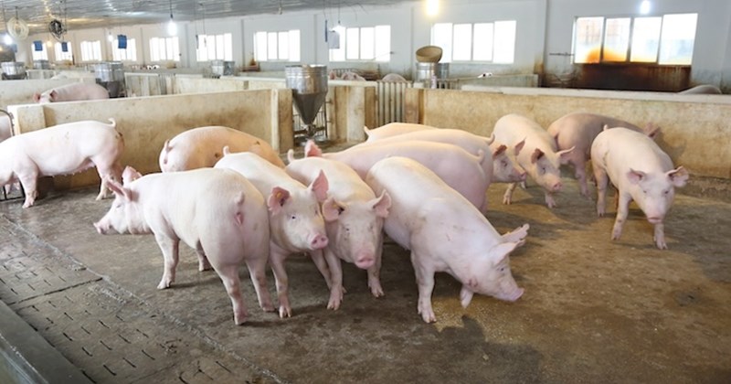 Giá heo hơi hôm nay (4/4): Tăng nhẹ, cao nhất 68.000 đồng/kg