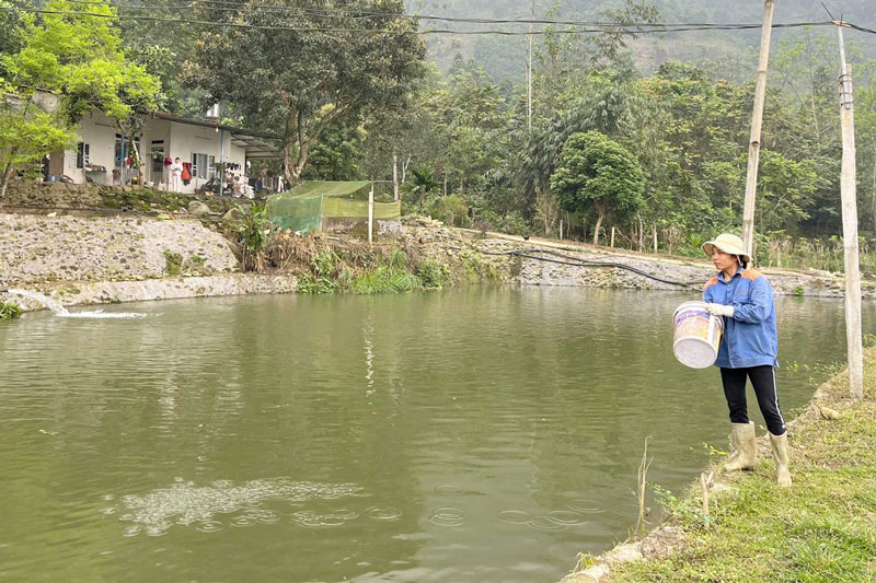Chị Nguyễn Thị Ninh thôn Tòng Xành, xã Cốc San lập nghiệp bằng nghề nuôi cá nước ngọt. Ảnh: Thanh Mai