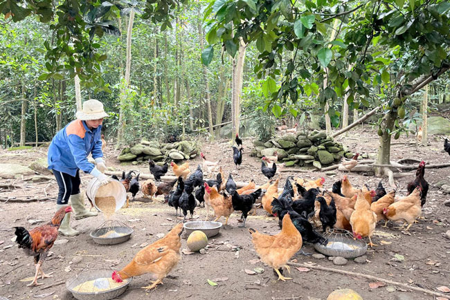 Chăm sóc gà theo hình thức nuôi thả đồi. Ảnh: Thanh Mai