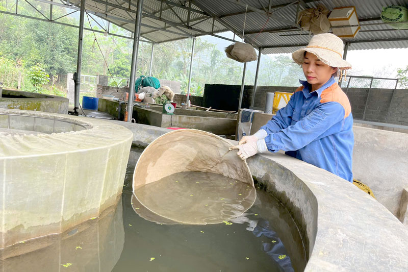 Chị Ninh chăm sóc bể cá giống. Ảnh: Thanh Mai